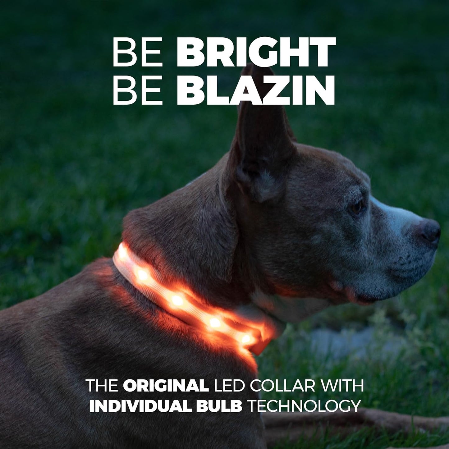 LED Dog Collar - USB Rechargeable - Waterproof