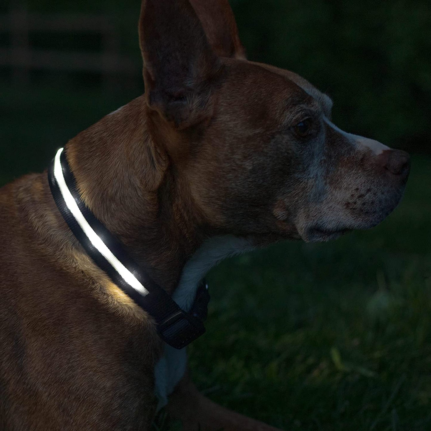 LED Dog Collar - USB Rechargeable - Waterproof 