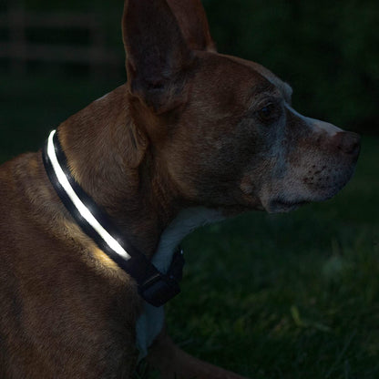 LED Dog Collar - USB Rechargeable - Waterproof 