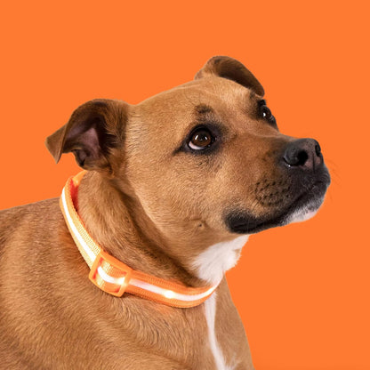 LED Dog Collar - USB Rechargeable - Waterproof 
